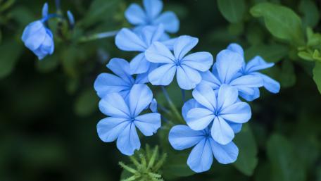 Azure Bloom Cluster wallpaper
