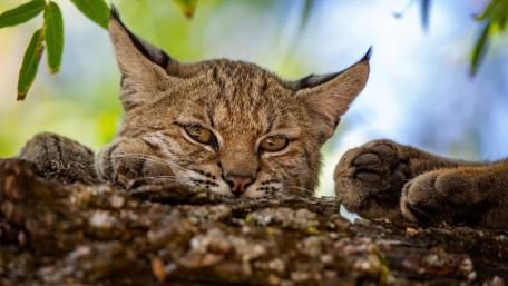Resting Eurasian Lynx in Forest Light wallpaper