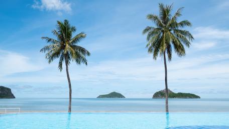 Tropical Palm Paradise wallpaper