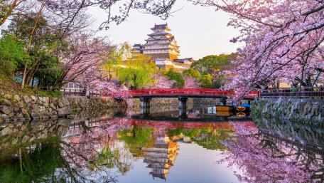 Himeji Castle Blossoms Over Mirror Waters wallpaper