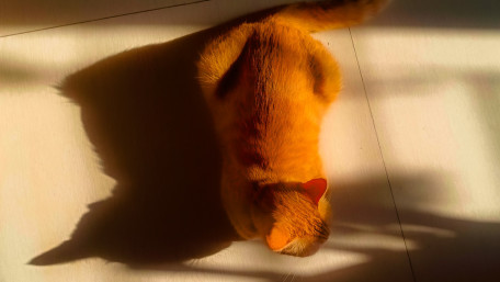 Sunlit Ginger Cat Shadows wallpaper