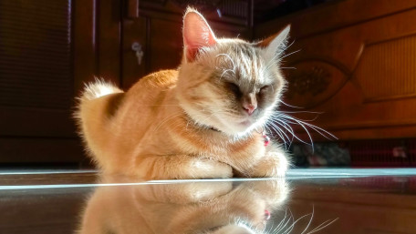 Golden Ginger Cat Resting in Warm Light wallpaper