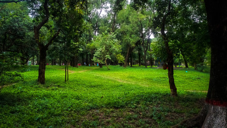 Lush Green Serenity Awaits in Nature's Embrace wallpaper