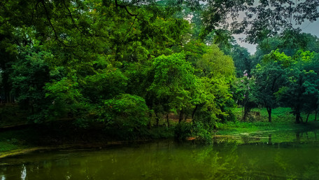 Lush Green Reflections in Nature's Embrace wallpaper