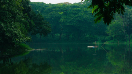 Peaceful Green Forest Reflections wallpaper