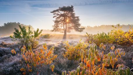 Golden Autumn Dawn wallpaper