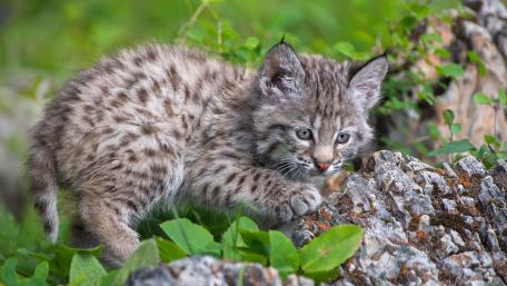Adorable Lynx Kitten Exploring Forest Rocks wallpaper