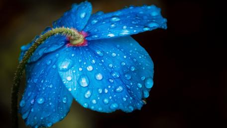 Blue Dewkissed Bloom wallpaper