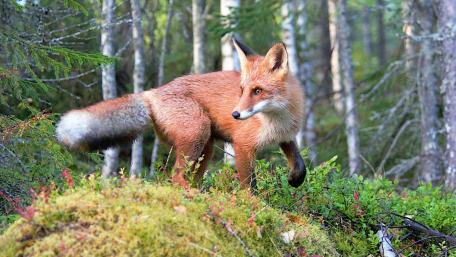 Red Fox in Forest Meadow wallpaper