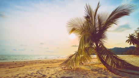Golden Palm Coast Sunset wallpaper