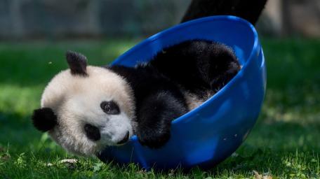 Playful Panda Cub in Blue Bowl wallpaper