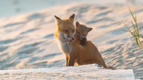 Tender Fox Cub on Dune wallpaper