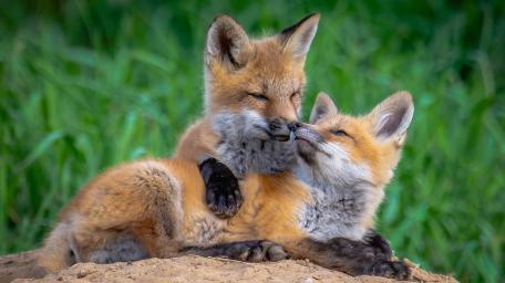 Playful Fox Cubs Snuggling wallpaper
