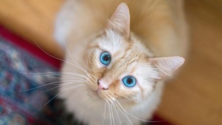 Blue Eyed Ginger Cat Portrait wallpaper