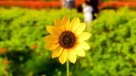 Sunlit Sunflower Glow wallpaper
