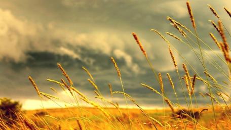 Golden Sunset in Wheat Field wallpaper