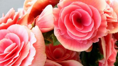 Soft Pink Blossoms in Close Up wallpaper