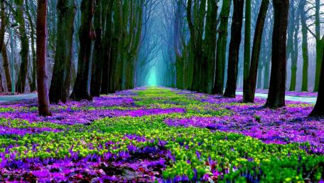 Spring Blooming Forest Path wallpaper