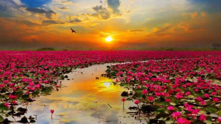 Sunset Lotus Bloomfield wallpaper