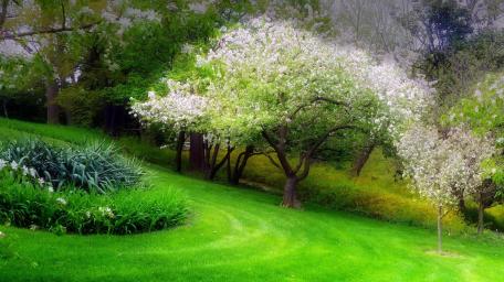 Spring Blossom Park Serenity wallpaper