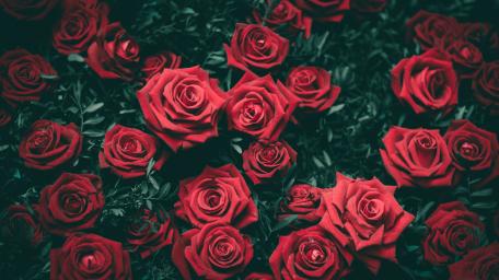 Velvet Red Rose Garden wallpaper