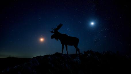 Silent Moose Under a Starry Sky wallpaper