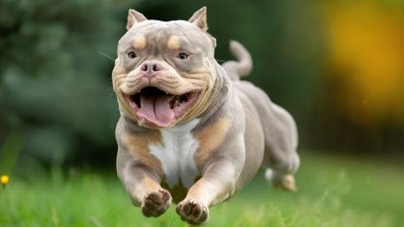 Happy Bulldog Sprint wallpaper