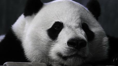 Gentle Giant Panda Portrait wallpaper