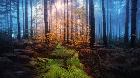 Misty Forest Sunbeams wallpaper