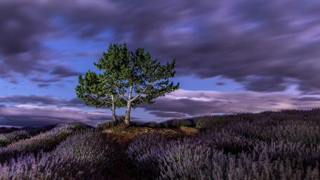 Lonely Tree Above Lavender Fields wallpaper