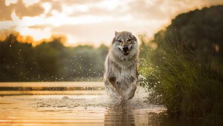 Golden Wolf Sprinting Through Water wallpaper