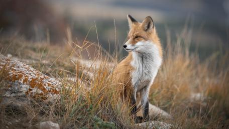 Graceful Fox in Autumn Grassland wallpaper