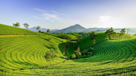 Emerald Tea Hills of Long Coc Vietnam wallpaper