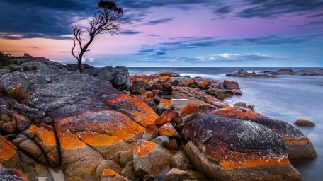 Solitary Tree at Twilight Shore wallpaper