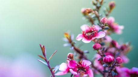 Delicate Pink Blossoms wallpaper