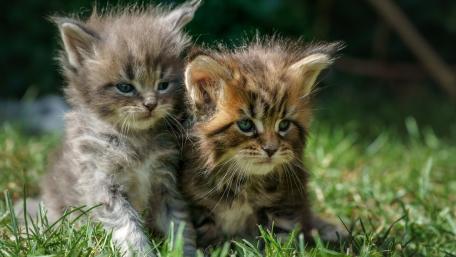 Fluffy Tabby Kittens in Sunlit Grass wallpaper