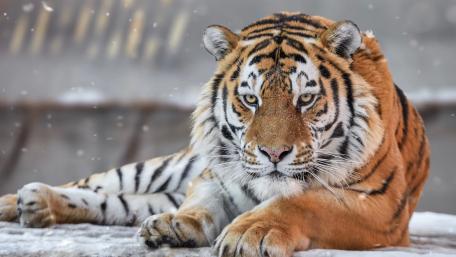 Majestic Bengal Tiger Resting in Snowy Serenity wallpaper