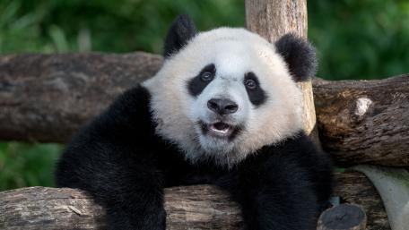 Playful Giant Panda Close Up wallpaper