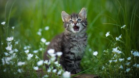 Playful Tabby Kitten in a Flower Field wallpaper