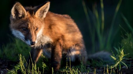Golden Fox in Soft Forest Light wallpaper