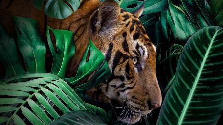 Hidden Tiger in Jungle Leaves wallpaper