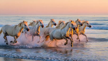 Sunlit Horses Racing Through Ocean Waves wallpaper