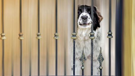 Curious Dog Behind the Gate wallpaper