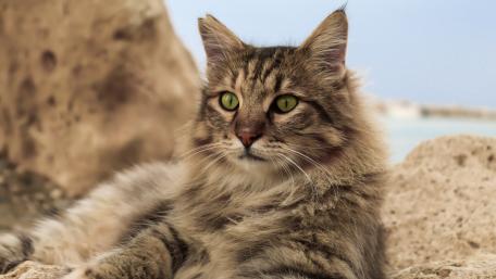 Tranquil Tabby Cat by the Shore wallpaper