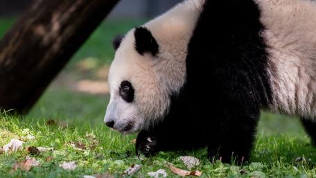 Gentle Giant Panda in Lush Green Meadow wallpaper