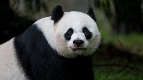 Gentle Giant Panda Portrait wallpaper