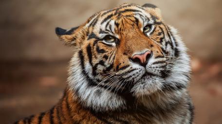 Majestic Tiger Portrait in Warm Natural Light wallpaper