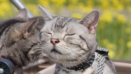 Peaceful Grey Cat Moments wallpaper