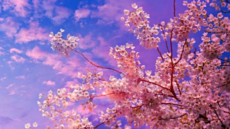 Dreamy Sakura Bloom Sky wallpaper