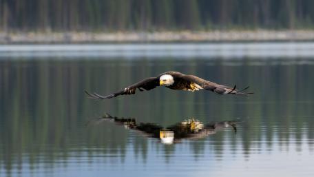 Majestic Eagle Skimming Calm Water wallpaper